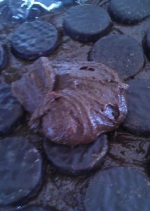 peppermint brownies